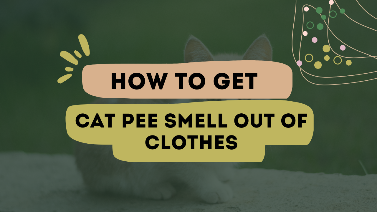How To Get Cat Pee Smell Out Of Clothes