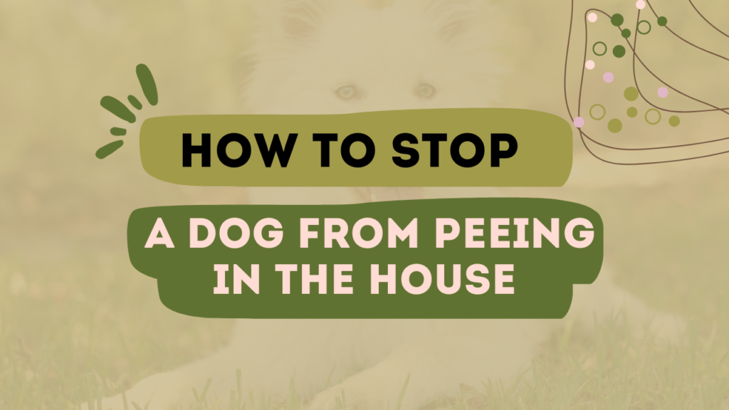 How To Stop A Dog From Peeing In The House