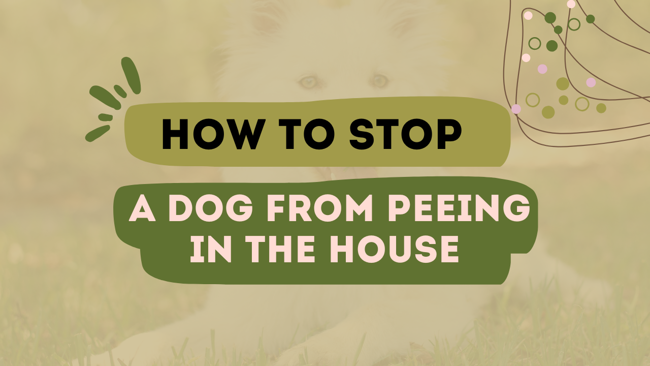 How To Stop A Dog From Peeing In The House