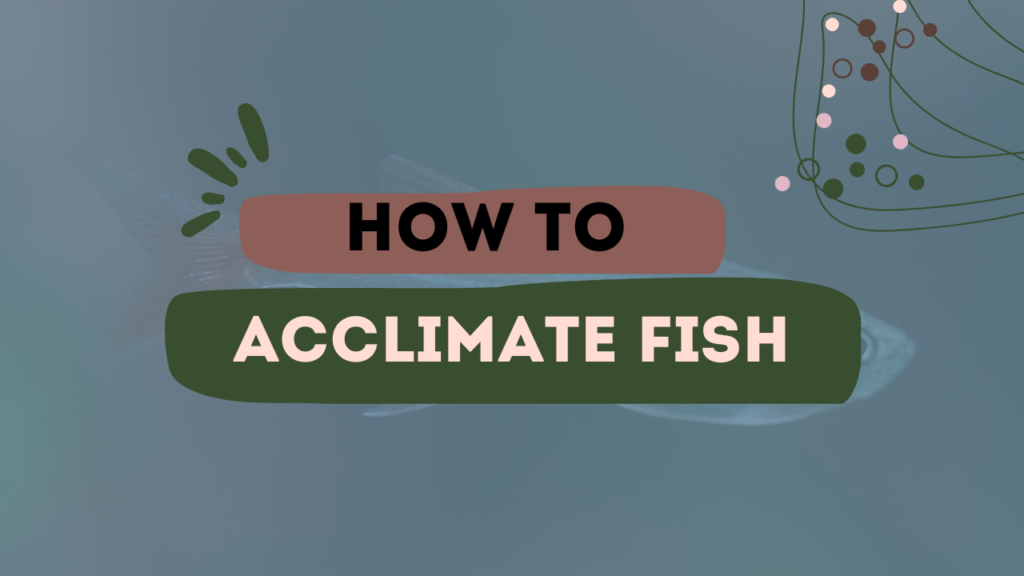 How To Acclimate Fish