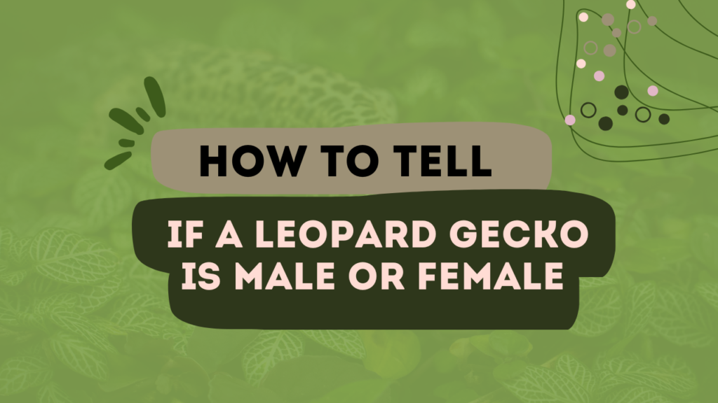 How To Tell If A Leopard Gecko Is Male Or Female