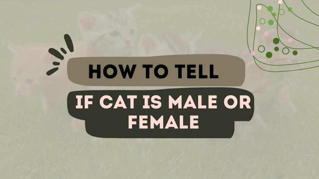 How To Tell If Cat Is Male Or Female