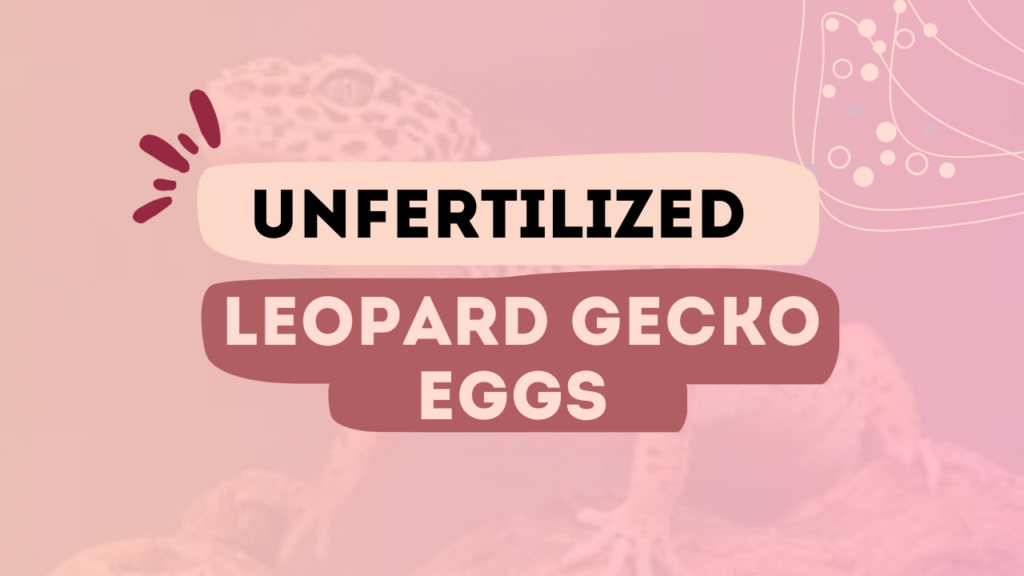 Unfertilized Leopard Gecko Eggs