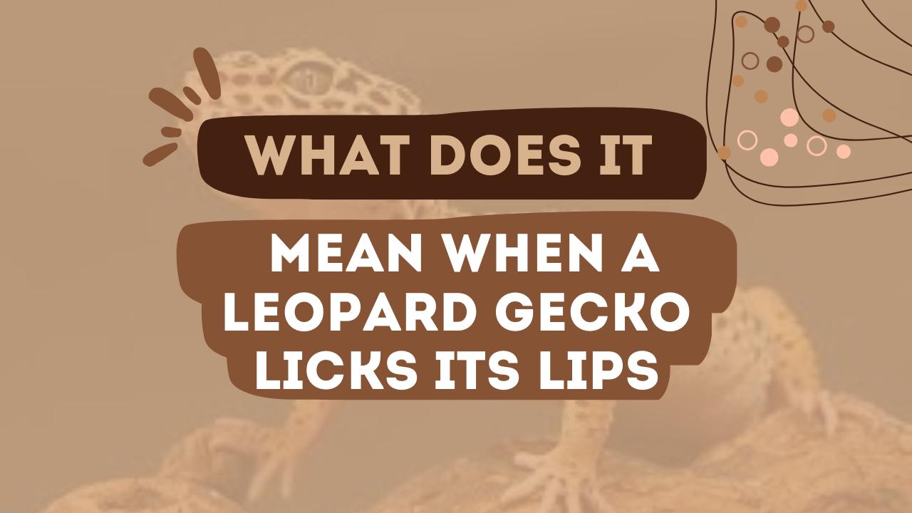 What Does It Mean When A Leopard Gecko Licks Its Lips
