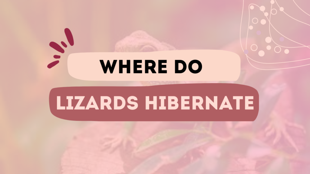 Where Do Lizards Hibernate