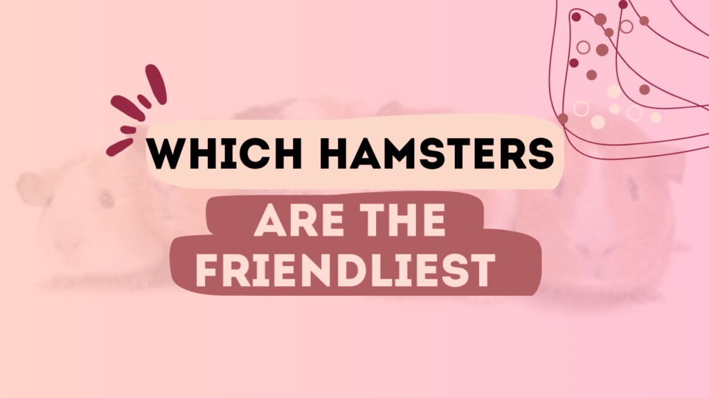 Which Hamsters Are The Friendliest