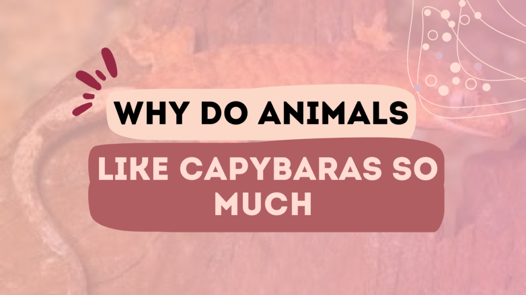Why Do Animals Like Capybaras So Much