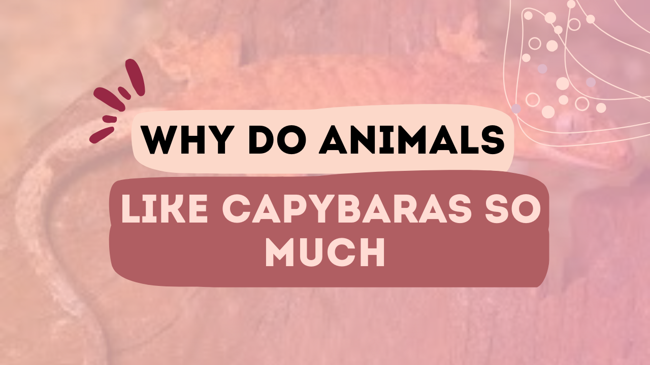 Why Do Animals Like Capybaras So Much