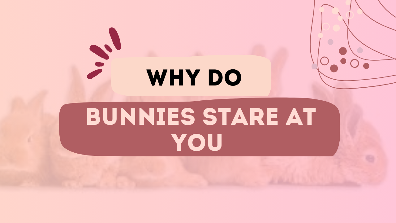 Why Do Bunnies Stare at You?