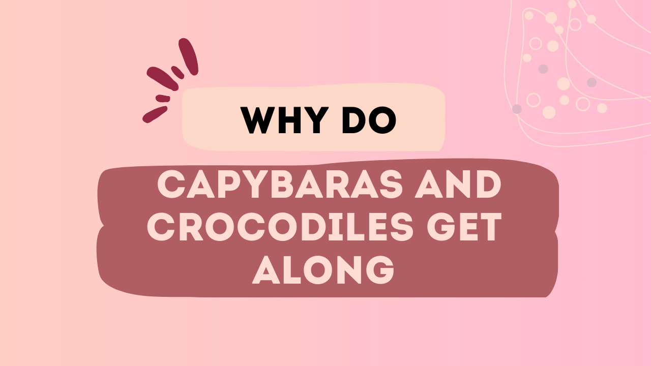 Why Do Capybaras And Crocodiles Get Along