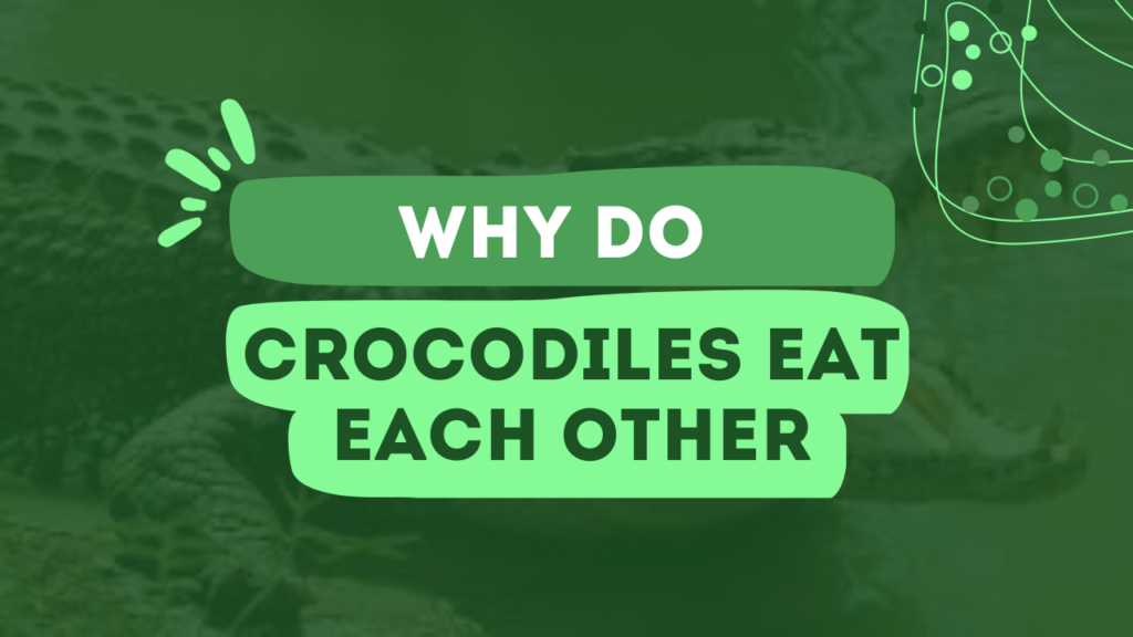 Why Do Crocodiles Eat Each Other