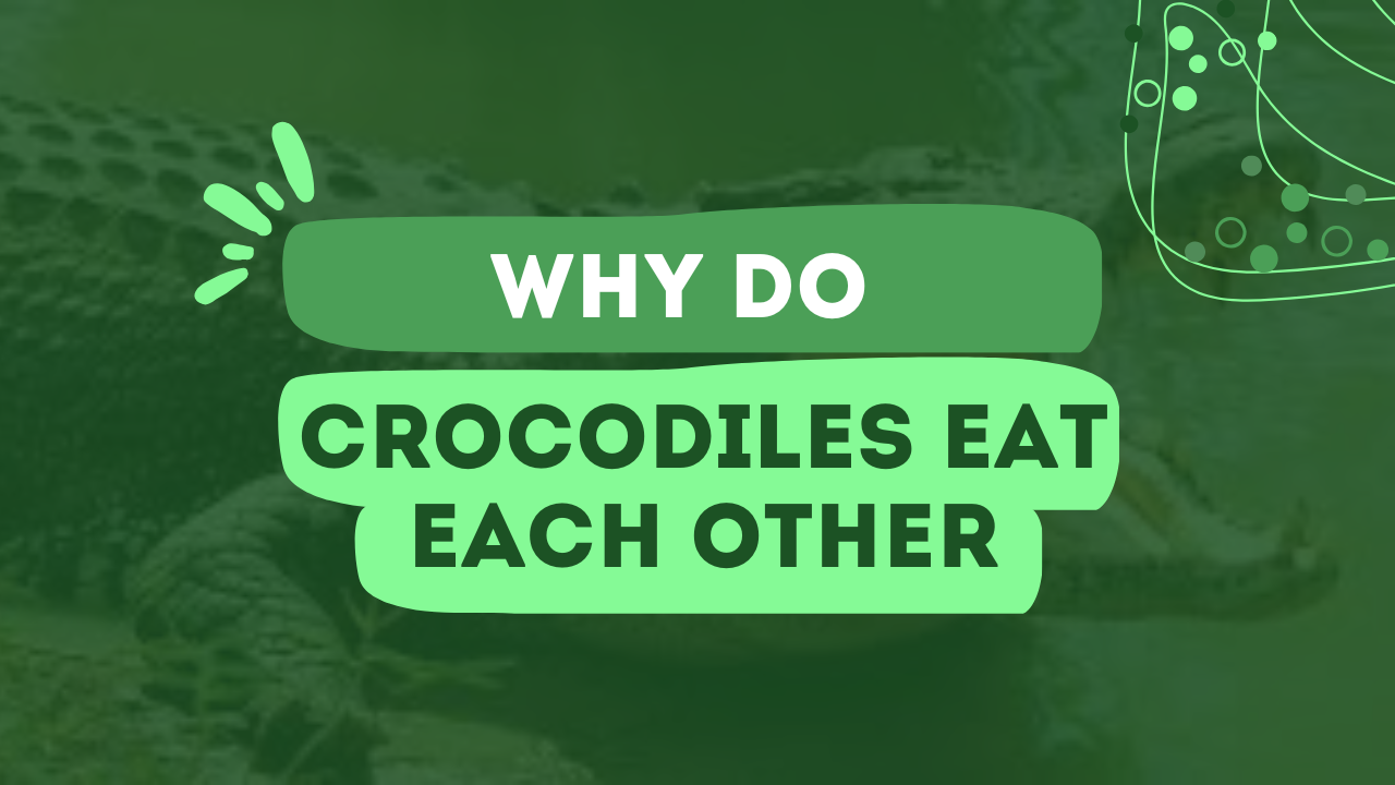 Why Do Crocodiles Eat Each Other