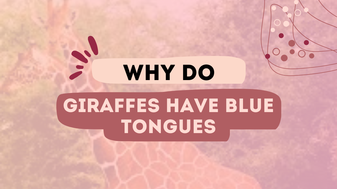 Why Do Giraffes Have Blue Tongues