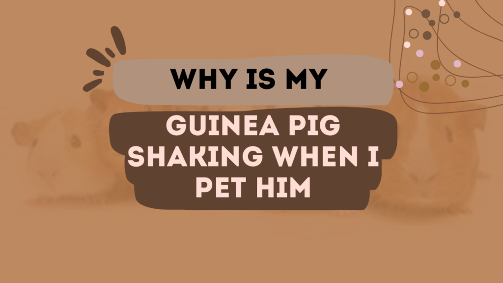 Why Is My Guinea Pig Shaking When I Pet Him