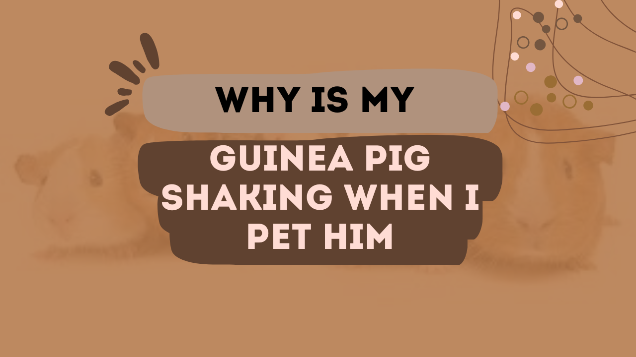Why Is My Guinea Pig Shaking When I Pet Him