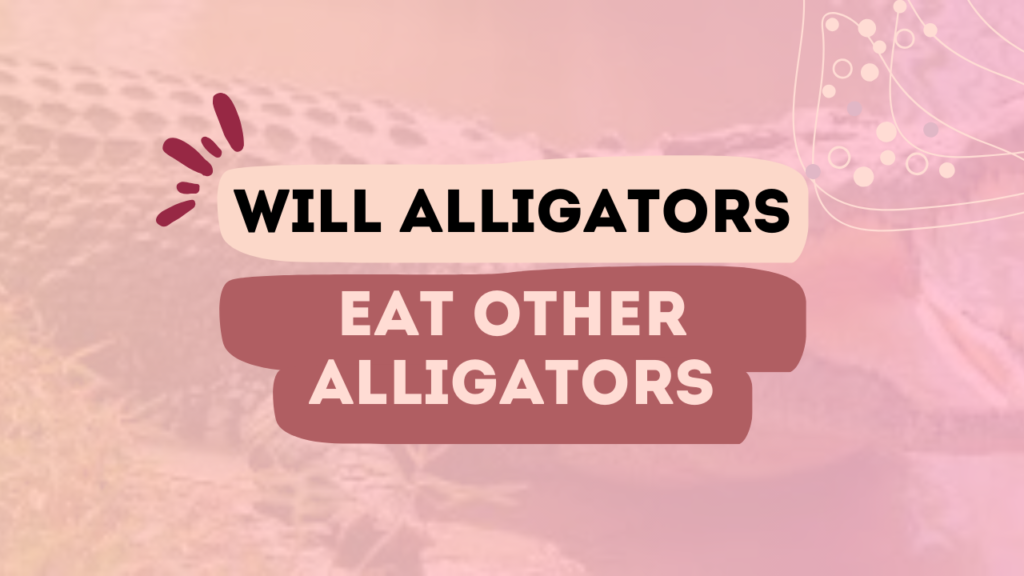 Will Alligators Eat Other Alligators