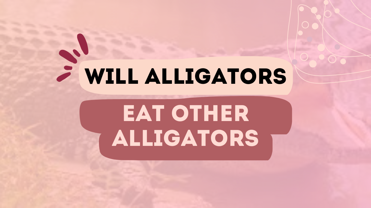 Will Alligators Eat Other Alligators