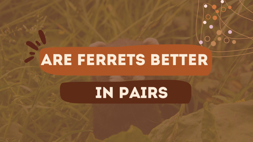 Are Ferrets better in pairs