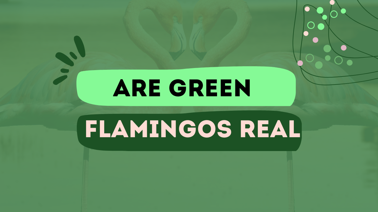 Are Green Flamingos Real