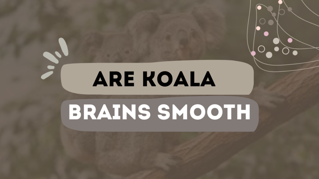 Are Koala Brains Smooth