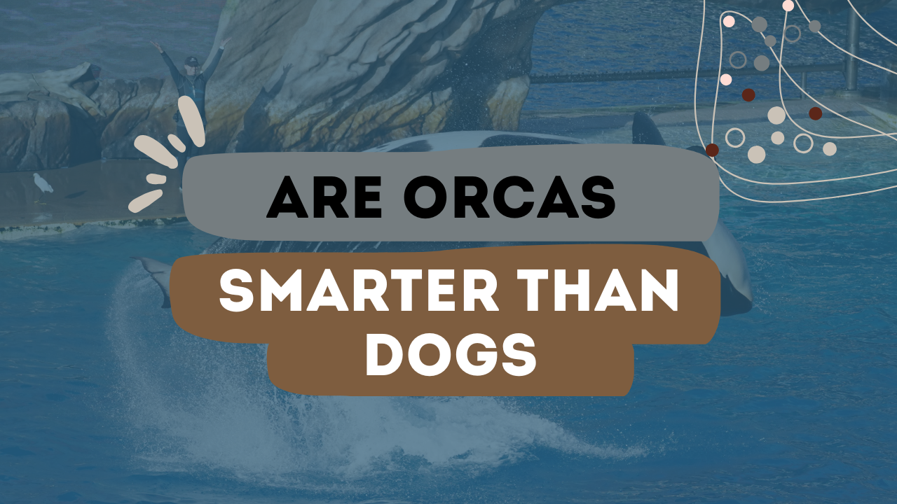 Are Orcas Smarter Than Dogs