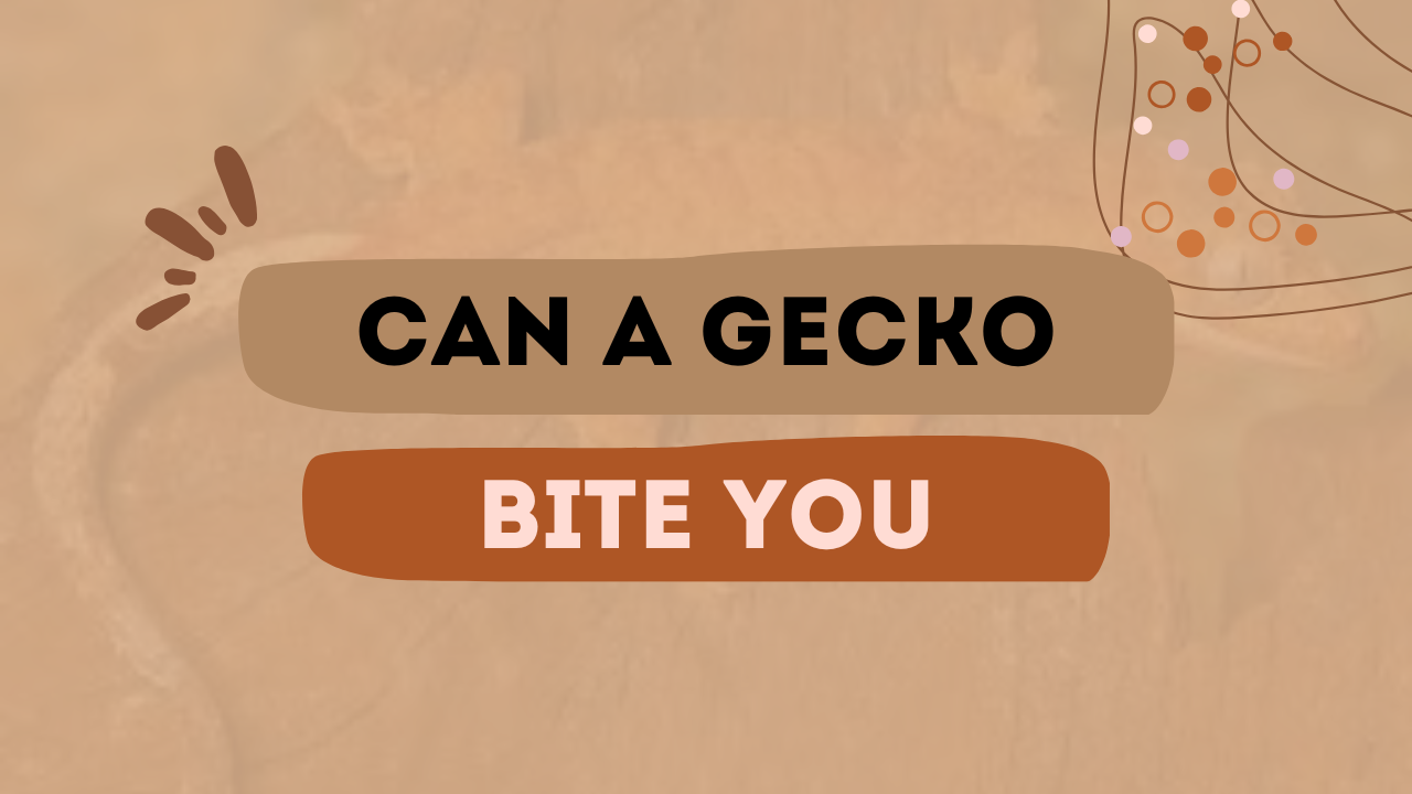 Can A Gecko Bite You