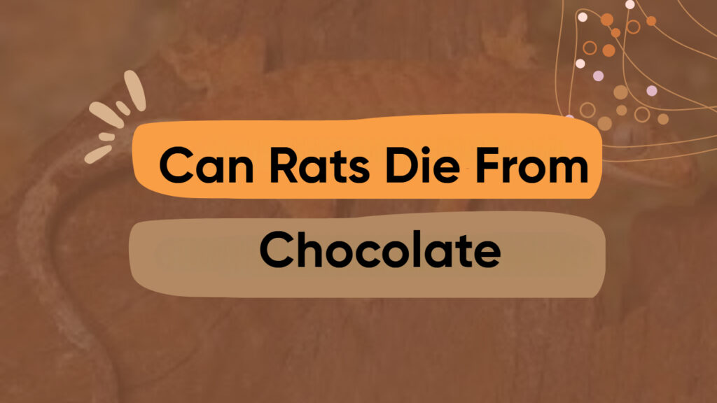 Can Rats Die From Chocolate