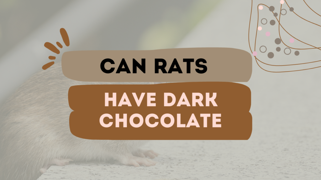 Can Rats Have Dark Chocolate
