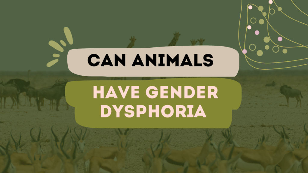 Can animals have gender dysphoria