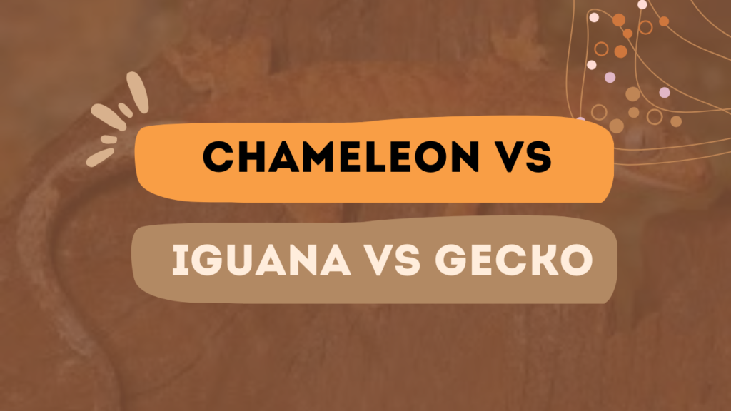 Chalmeleon Vs Iguana Vs Gecko