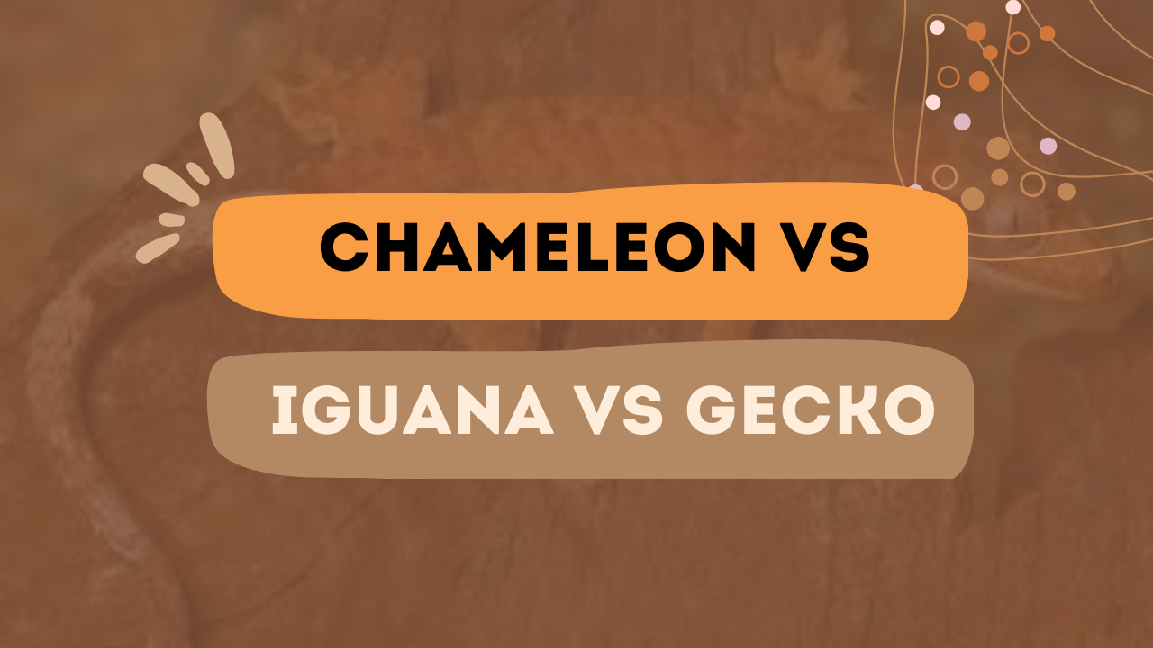 Chalmeleon Vs Iguana Vs Gecko