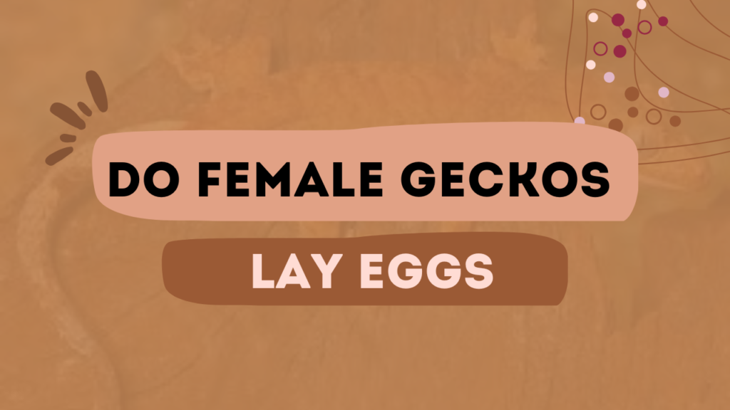 Do Female Geckos Lay Eggs