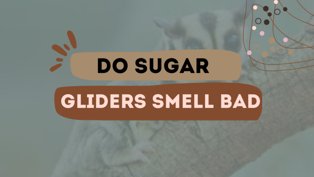 Do Sugar Gliders Smell Bad