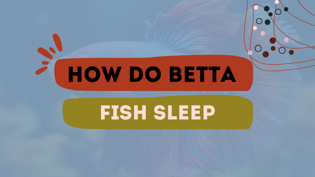 How Do Betta Fish Sleep