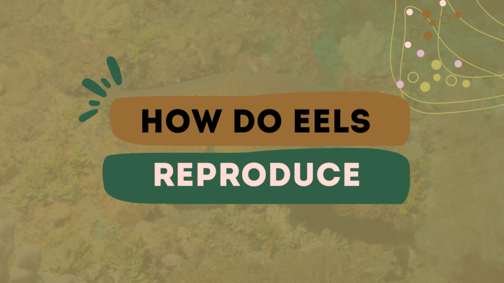 How Do Eels Reproduce
