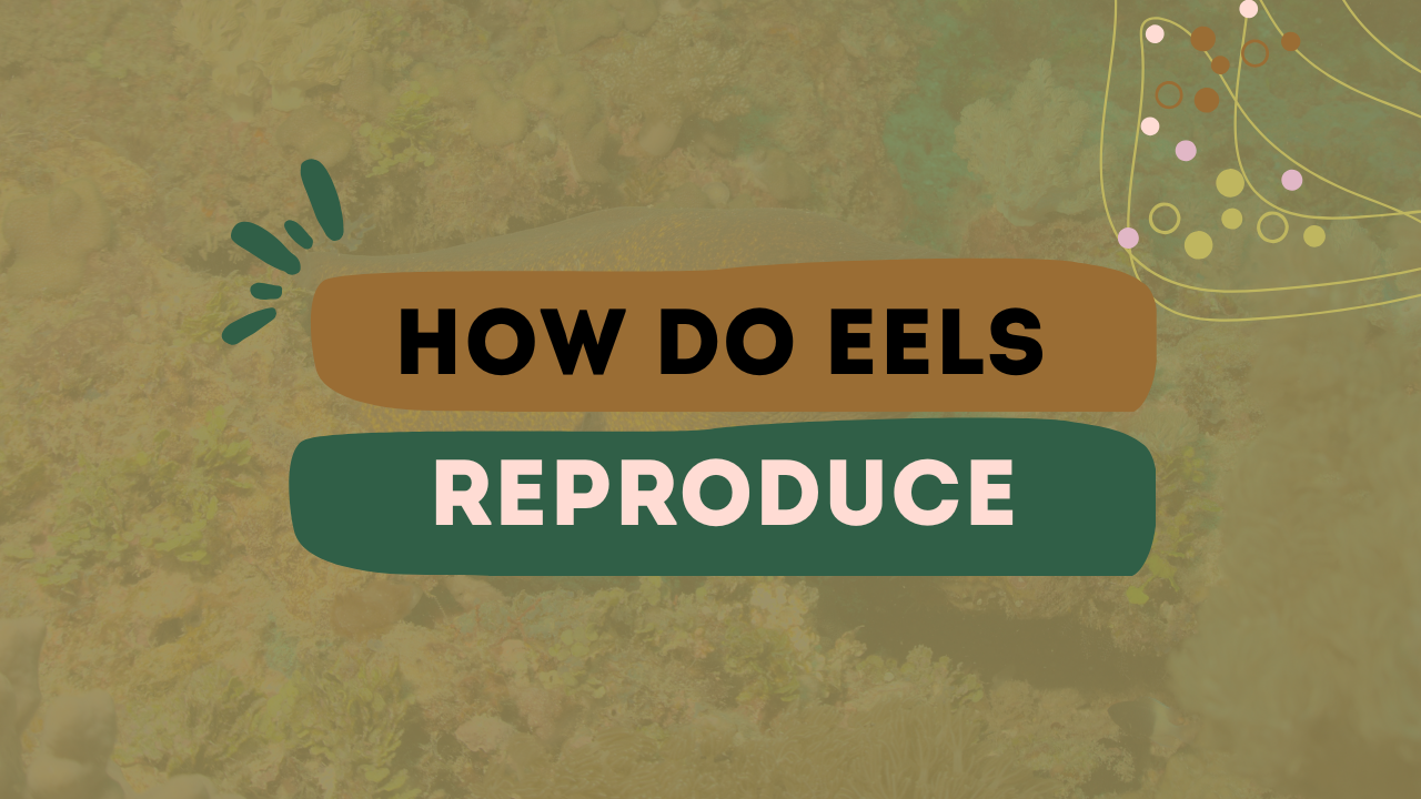 How Do Eels Reproduce