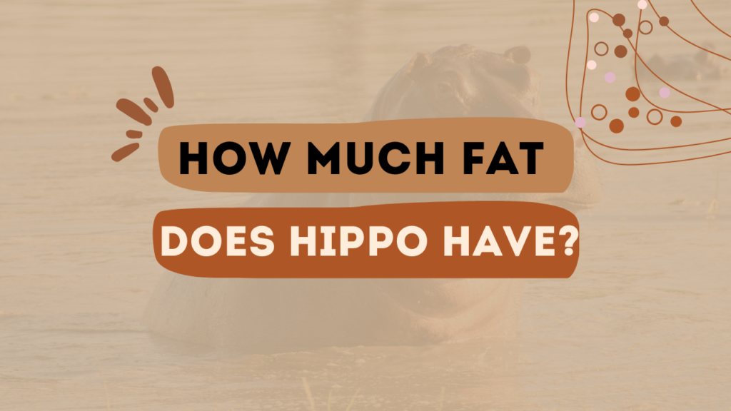 How Much Fat Does a Hippo Have