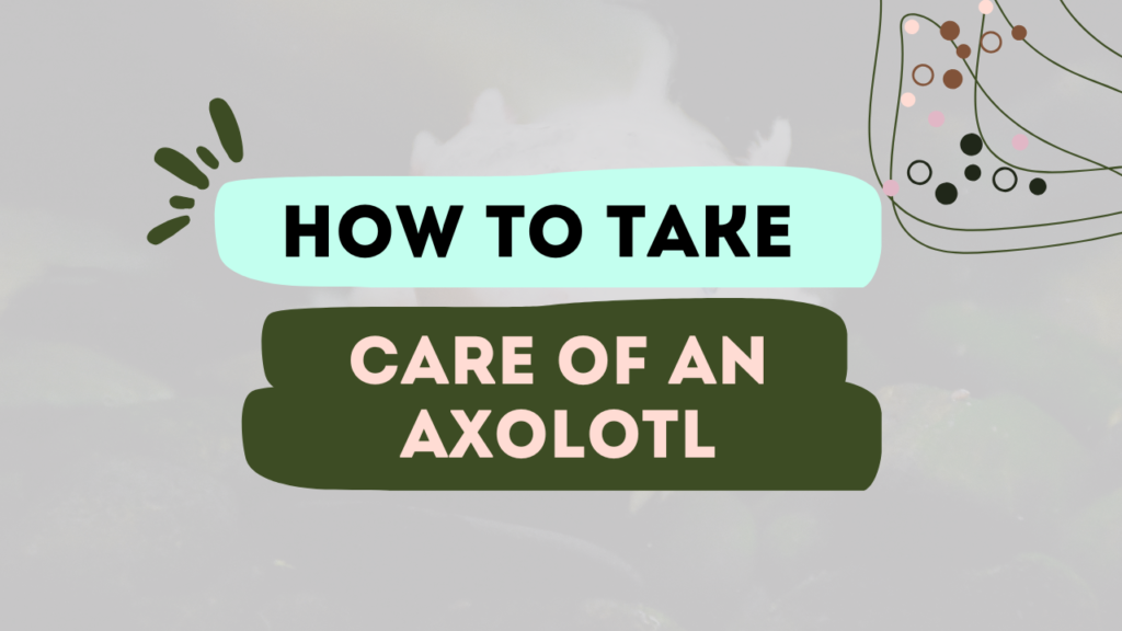 How To Take Care Of An Axolotl
