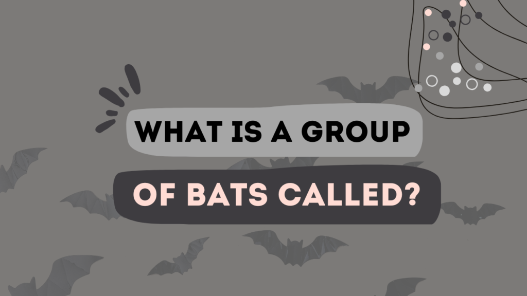 What Is A Group Of Bats Called