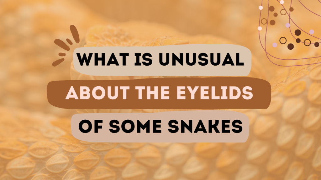 What is unusual about the Eyelids of some Snakes