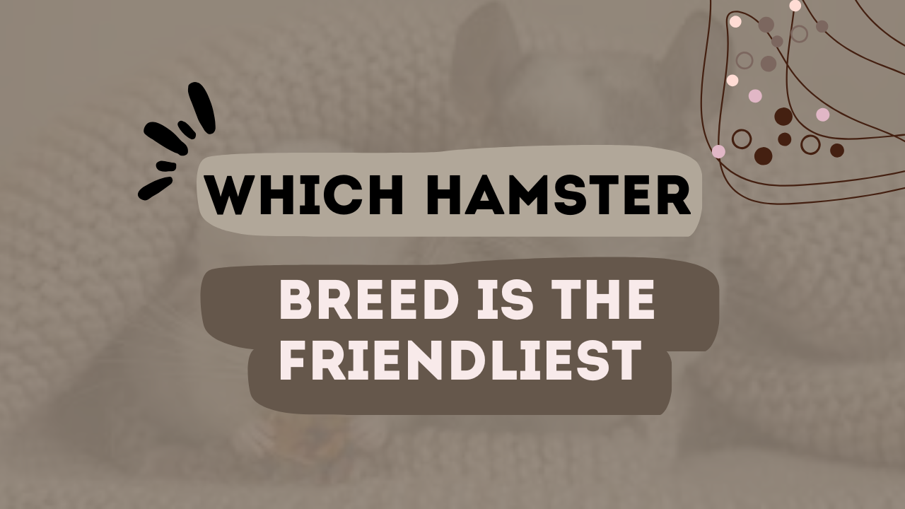 Which Hamster Breed Is The Friendliest