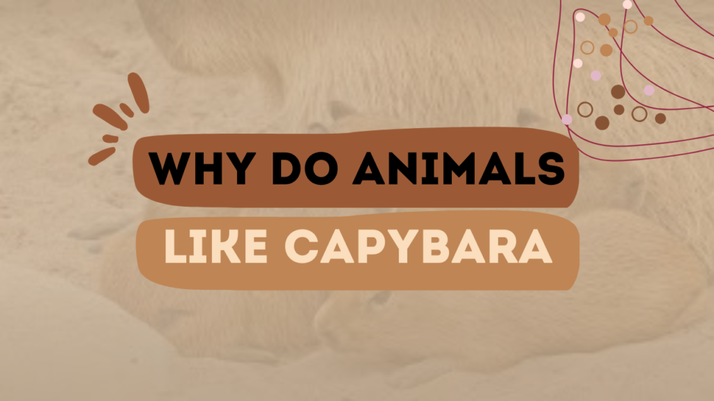 Why Do Animals Like Capybara