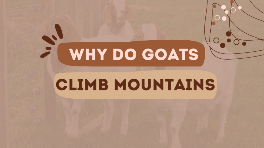 Why do Goats Climb Mountains