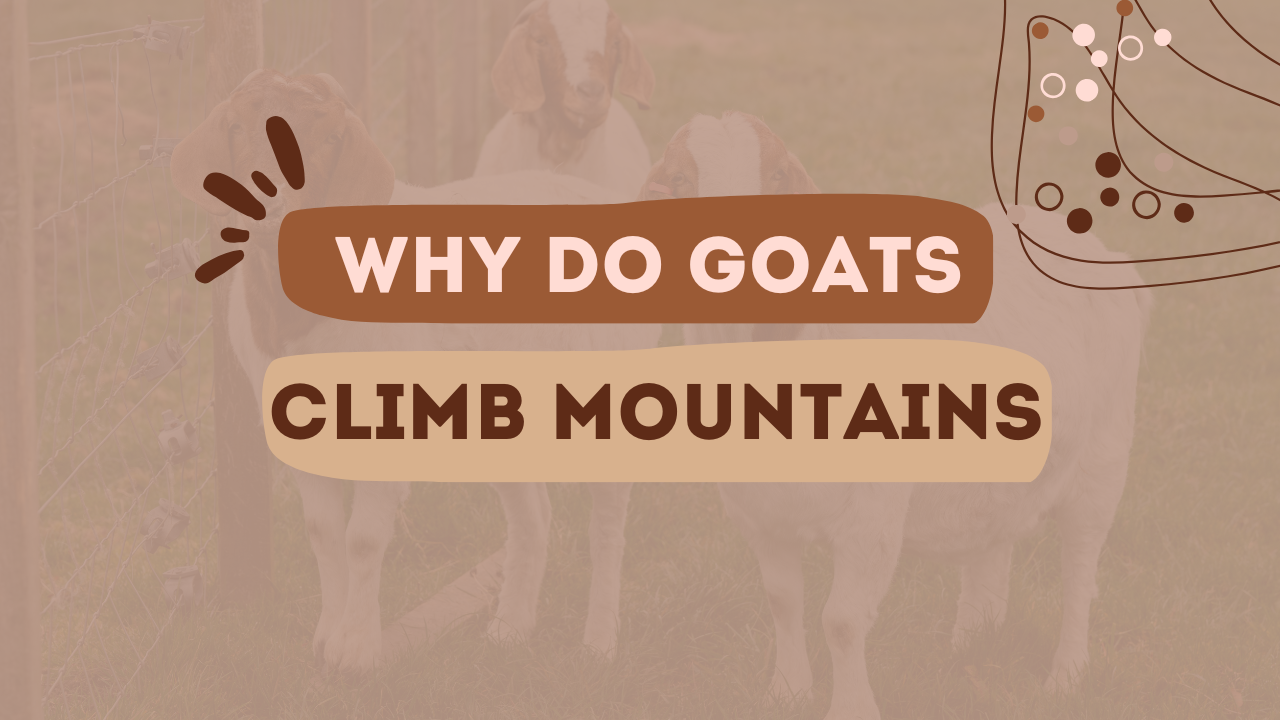 Why do Goats Climb Mountains