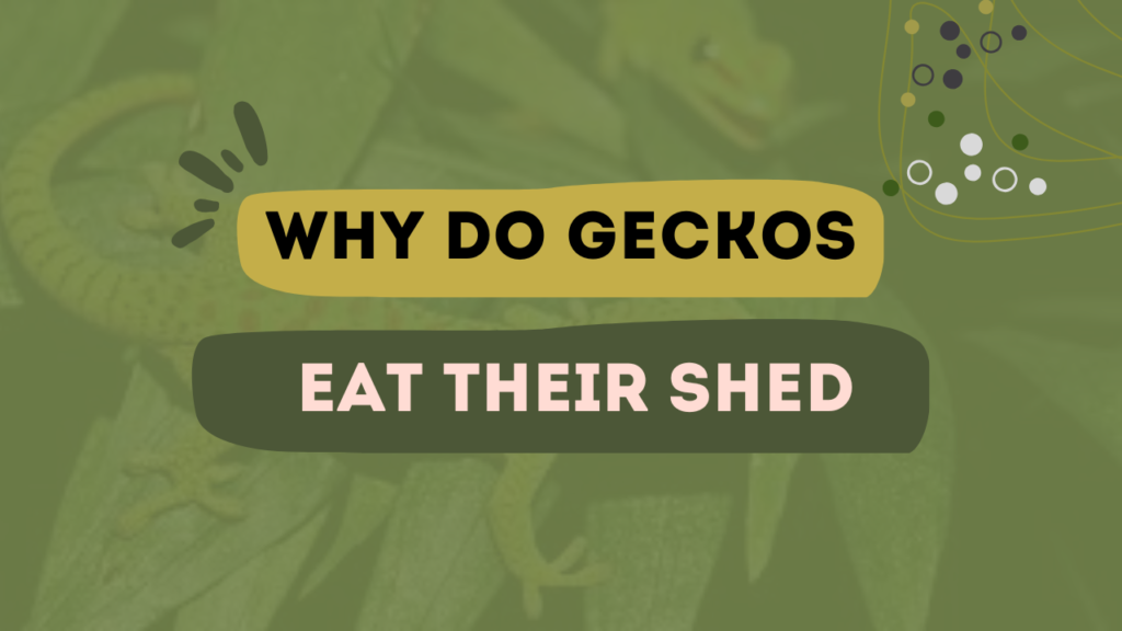 Why do gecko eat their shed