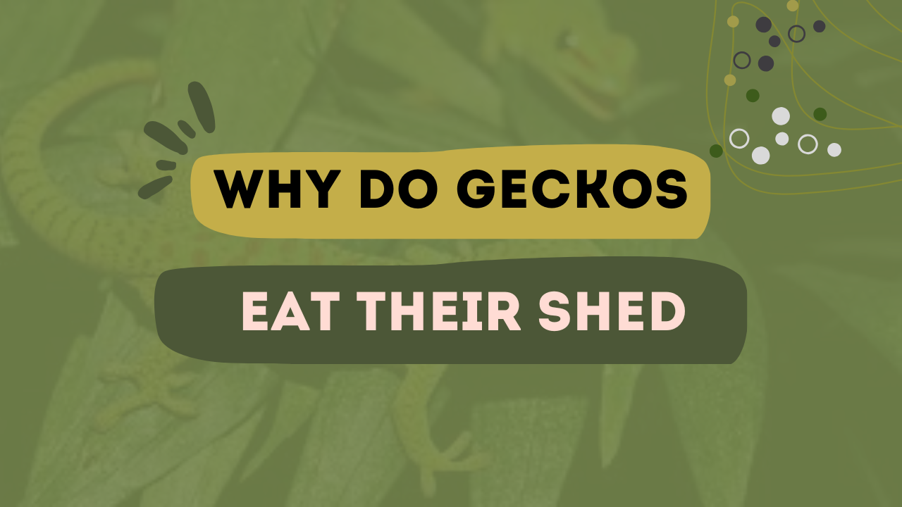 Why do gecko eat their shed