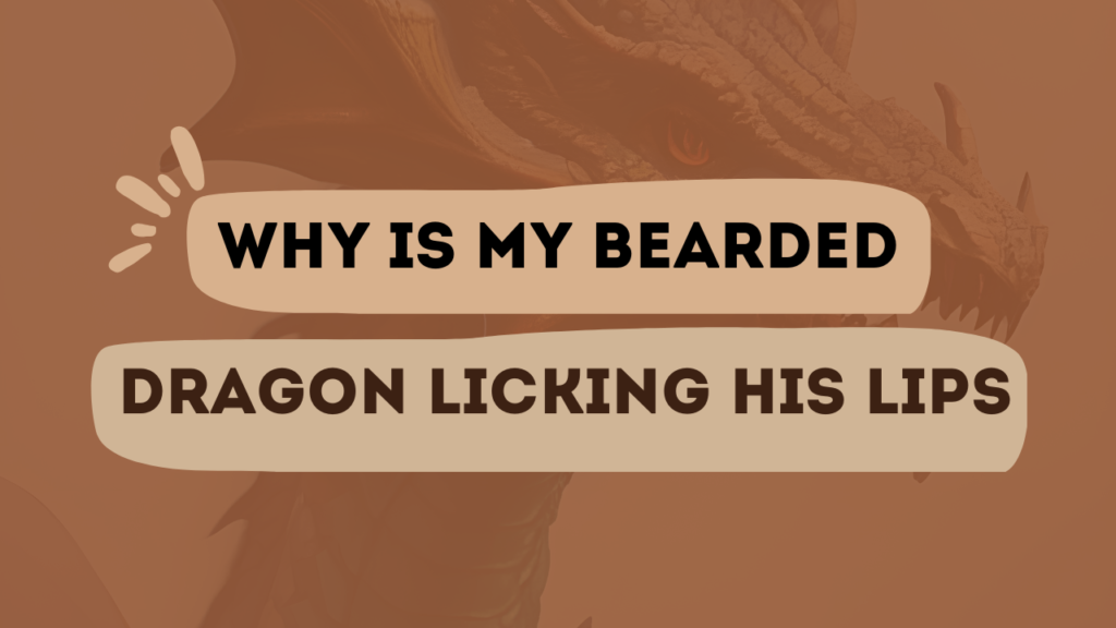 Why is My Bearded Dragon Licking His Lips