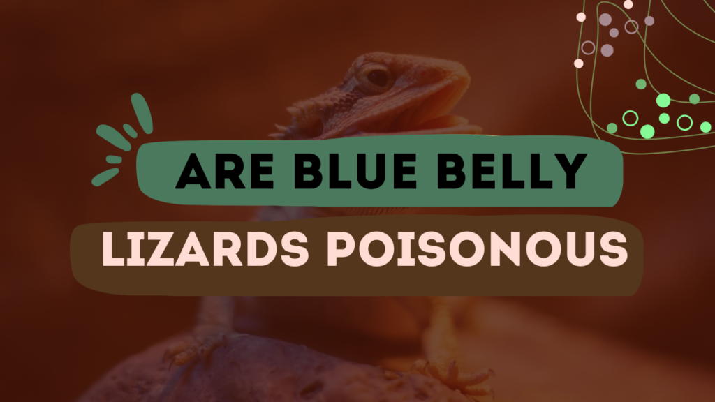 Are Blue Belly Lizards Poisonous