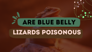 Are Blue Belly Lizards Poisonous