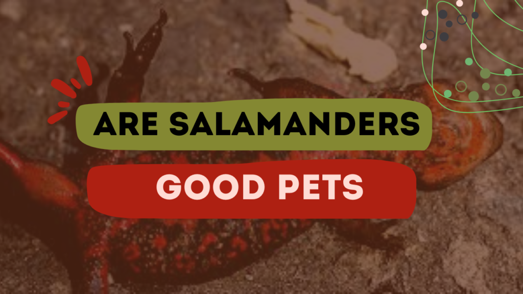 Are Salamanders Good Pets